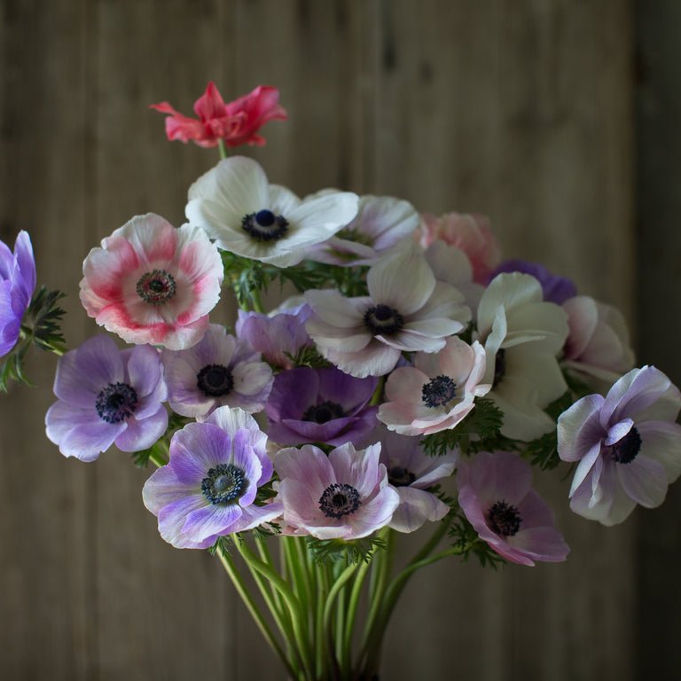 Anemone ‘Galilee Pastel Mix’ - Clementine Home Floral Gift