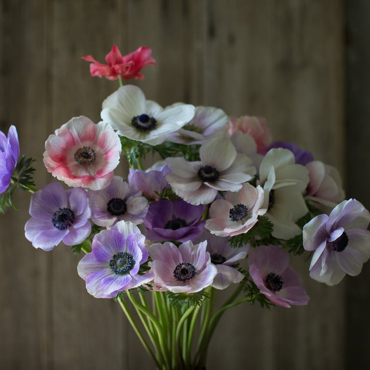 Anemone ‘Galilee Pastel Mix’ - Clementine Home Floral Gift