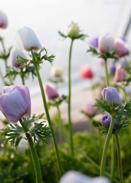 Anemone ‘Galilee Pastel Mix’ - Clementine Home Floral Gift