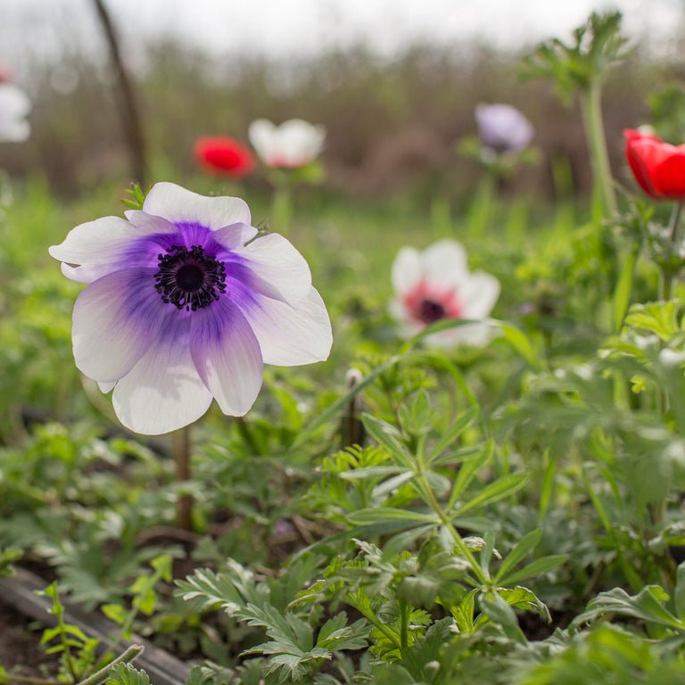 Anemone ‘Galilee Pastel Mix’ - Clementine Home Floral Gift