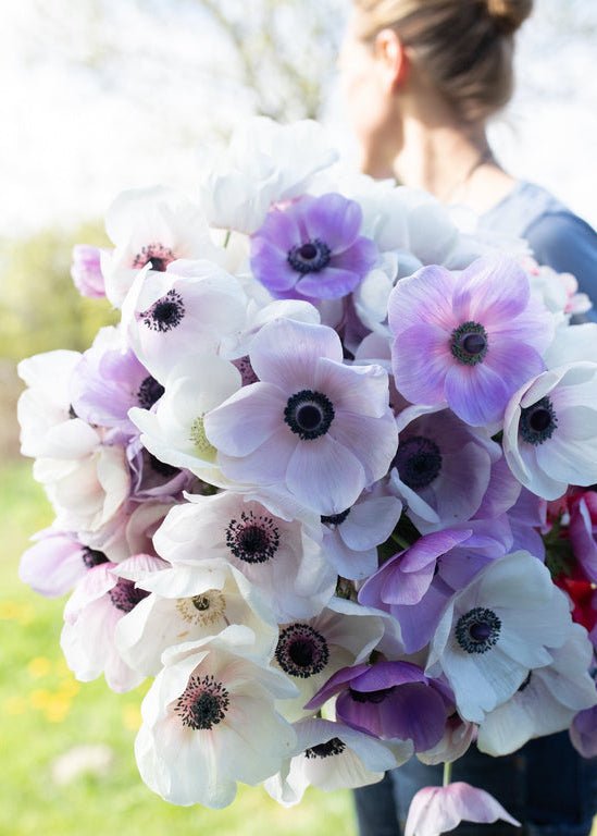 Anemone ‘Galilee Pastel Mix’ - Clementine Home Floral Gift