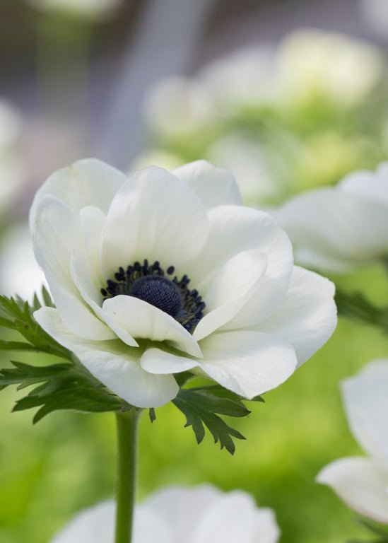 Anemone ‘Galilee White with Black Eye’ - Clementine Home Floral Gift
