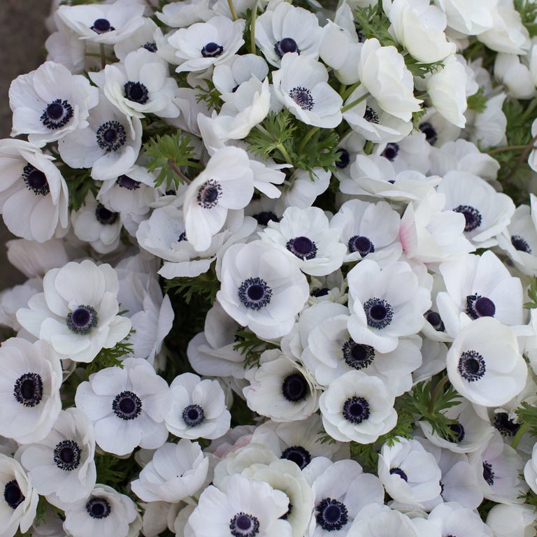 Anemone ‘Galilee White with Black Eye’ - Clementine Home Floral Gift