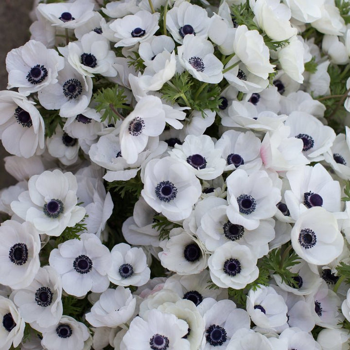 Anemone ‘Galilee White with Black Eye’ - Clementine Home Floral Gift