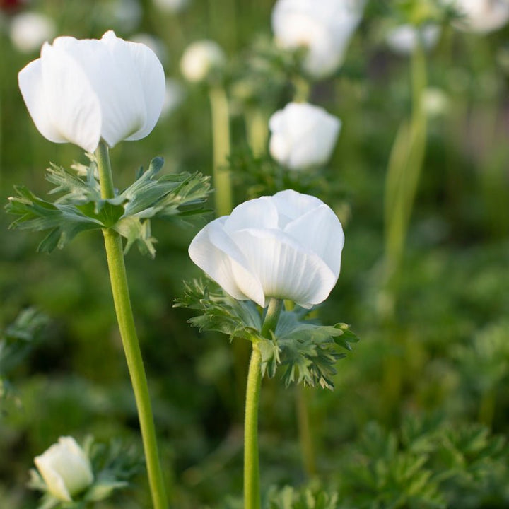 Anemone ‘Galilee White with Black Eye’ - Clementine Home Floral Gift