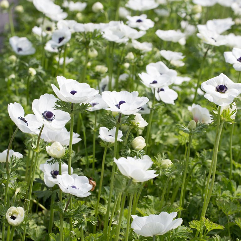 Anemone ‘Galilee White with Black Eye’ - Clementine Home Floral Gift