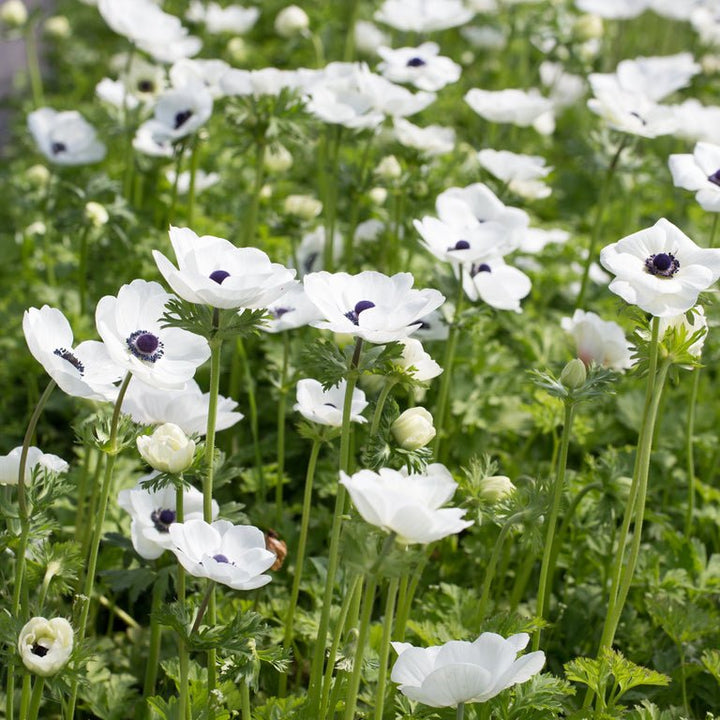 Anemone ‘Galilee White with Black Eye’ - Clementine Home Floral Gift