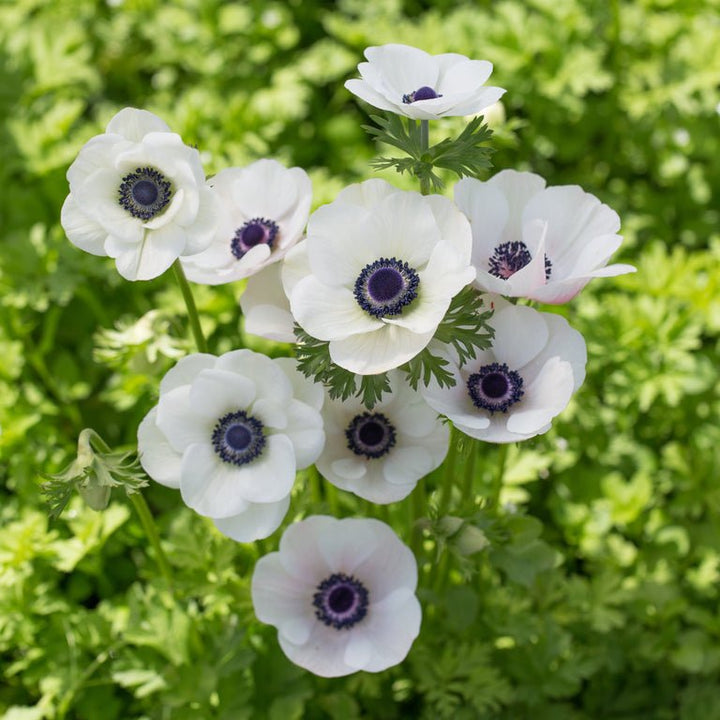 Anemone ‘Galilee White with Black Eye’ - Clementine Home Floral Gift