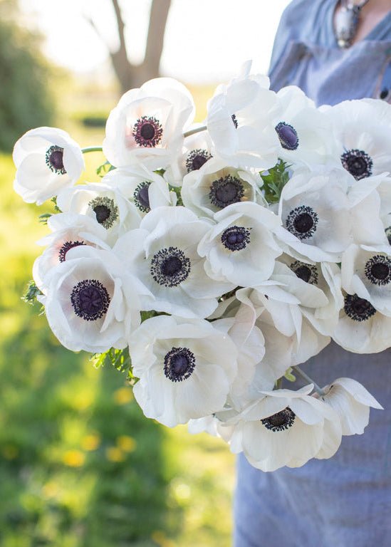 Anemone ‘Galilee White with Black Eye’ - Clementine Home Floral Gift