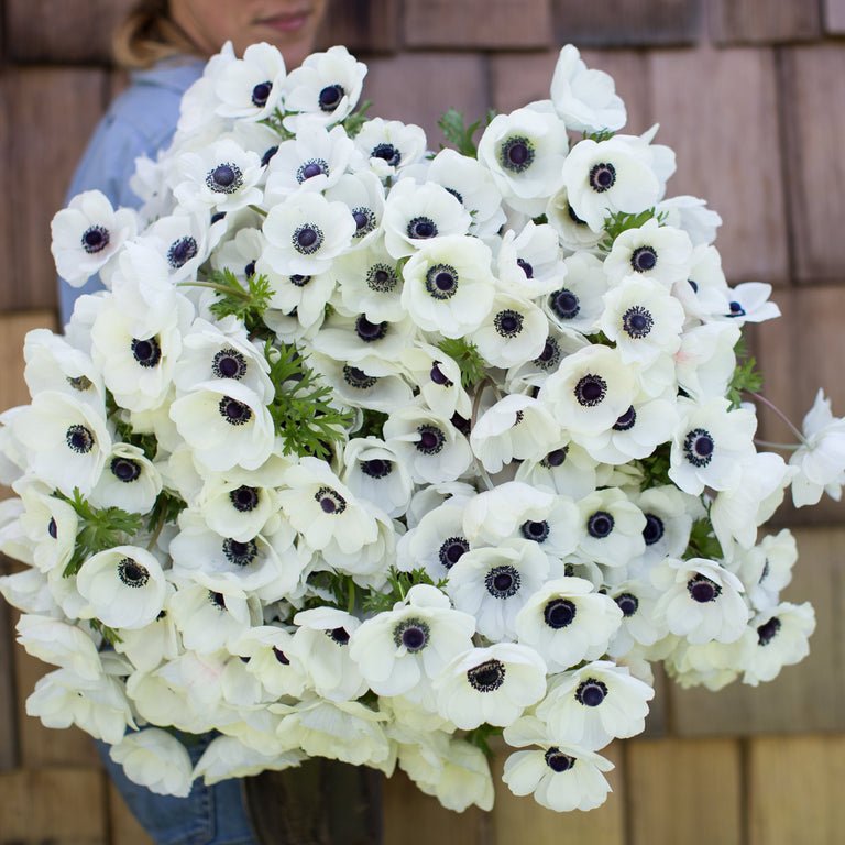 Anemone ‘Galilee White with Black Eye’ - Clementine Home Floral Gift