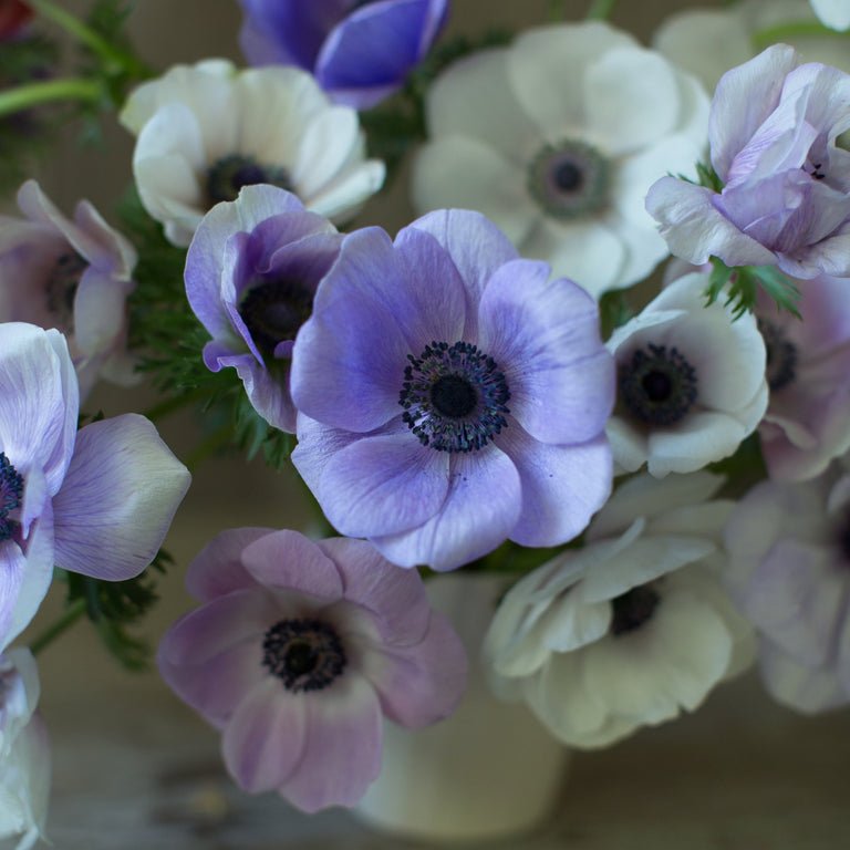 Anemone ‘Jerusalem Blue White’ - Clementine Home Floral Gift