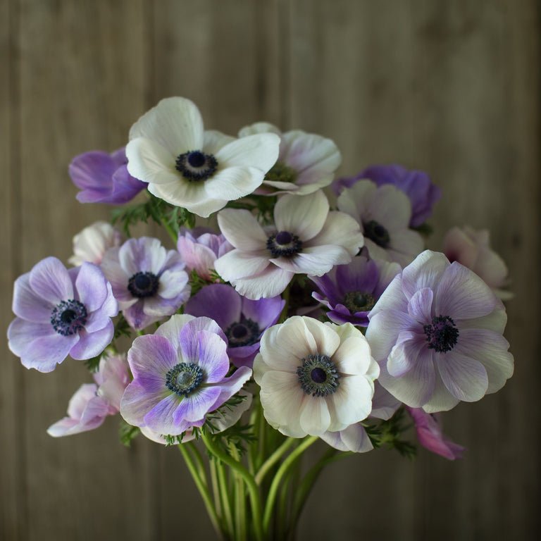 Anemone ‘Jerusalem Blue White’ - Clementine Home Floral Gift