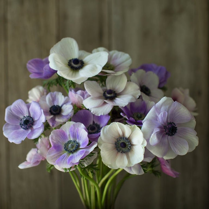 Anemone ‘Jerusalem Blue White’ - Clementine Home Floral Gift