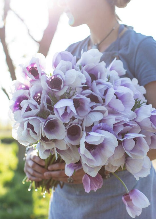 Anemone ‘Jerusalem Blue White’ - Clementine Home Floral Gift