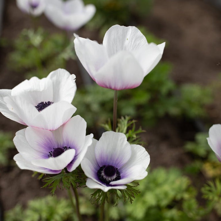Anemone ‘Jerusalem Blue White’ - Clementine Home Floral Gift