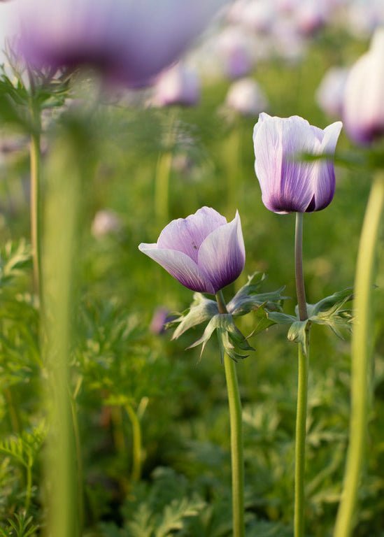 Anemone ‘Jerusalem Blue White’ - Clementine Home Floral Gift