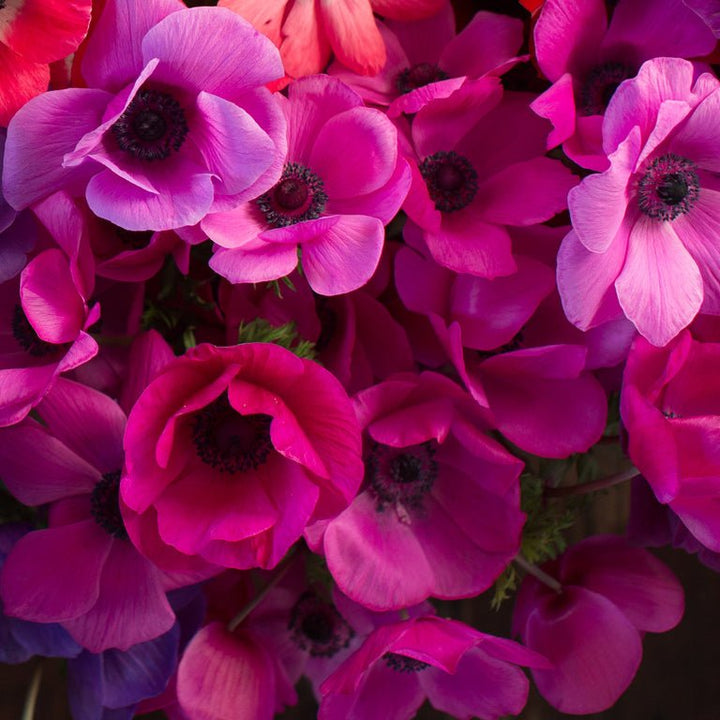 Anemone ‘Meron Pink’ - Clementine Home Floral Gift