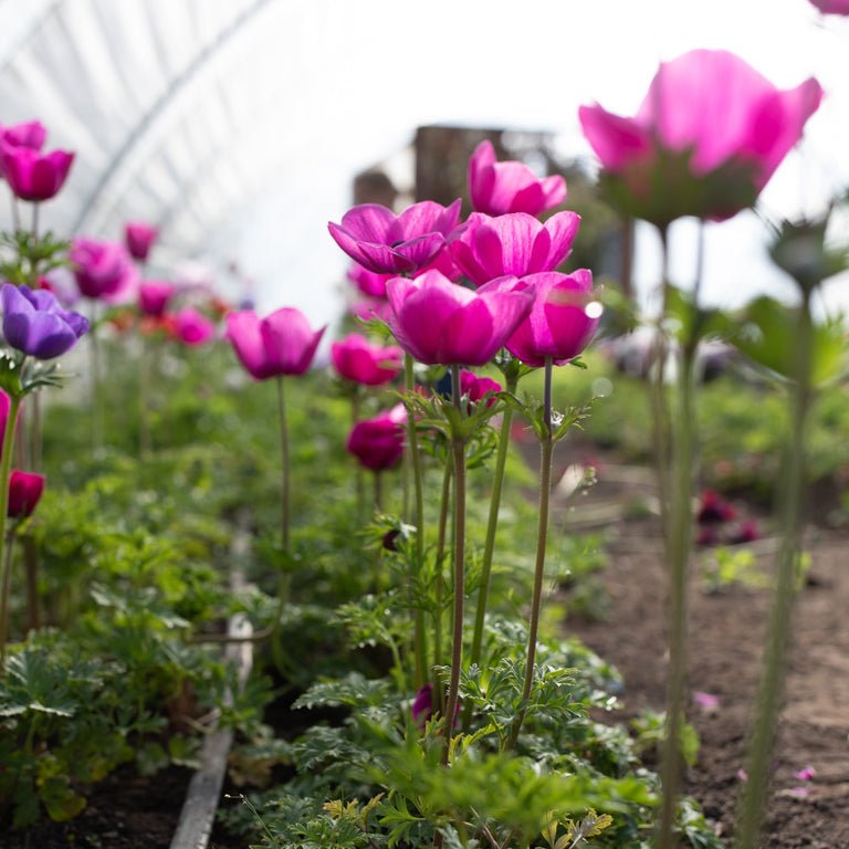 Anemone ‘Meron Pink’ - Clementine Home Floral Gift