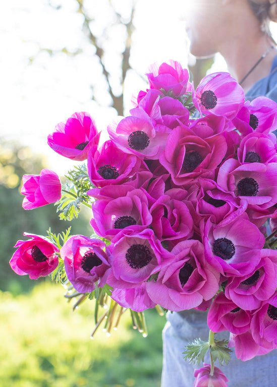 Anemone ‘Meron Pink’ - Clementine Home Floral Gift