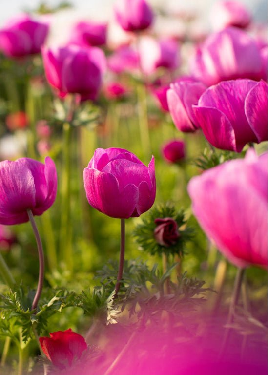 Anemone ‘Meron Pink’ - Clementine Home Floral Gift