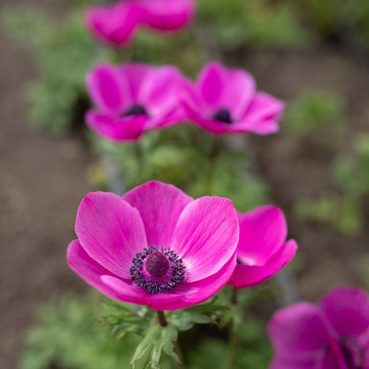 Anemone ‘Meron Pink’ - Clementine Home Floral Gift