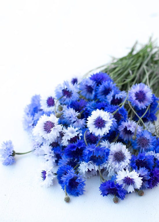 Bachelor’s Button ‘Classic Fantastic’ - Clementine Home Floral Gift