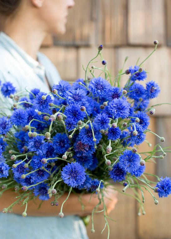 Bachelor’s Button ‘Classic Fantastic’ - Clementine Home Floral Gift