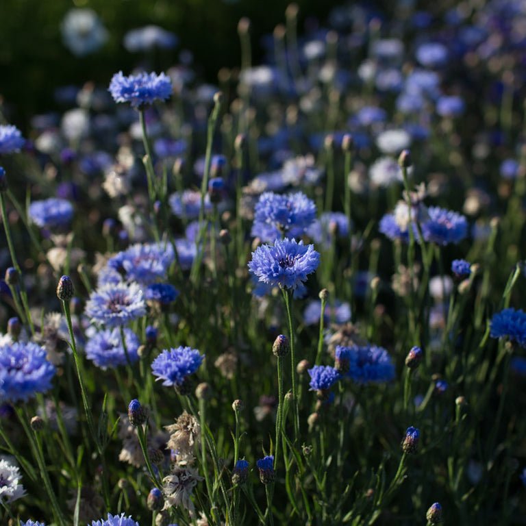 Bachelor’s Button ‘Classic Fantastic’ - Clementine Home Floral Gift