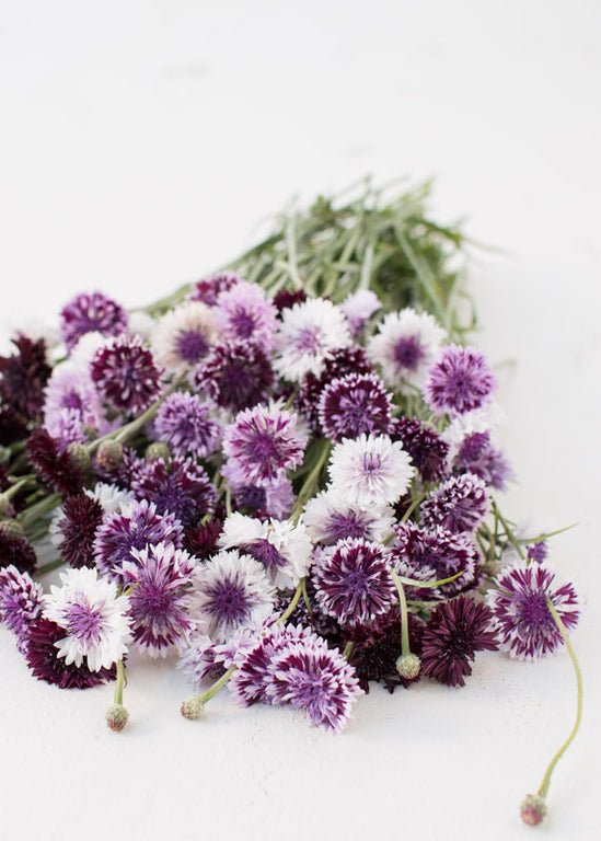 Bachelor’s Button ‘Classic Magic’ - Clementine Home Floral Gift