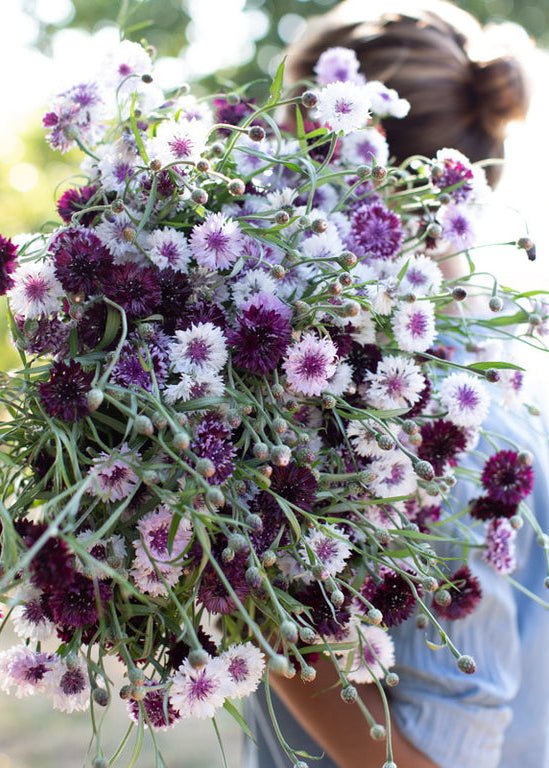 Bachelor’s Button ‘Classic Magic’ - Clementine Home Floral Gift