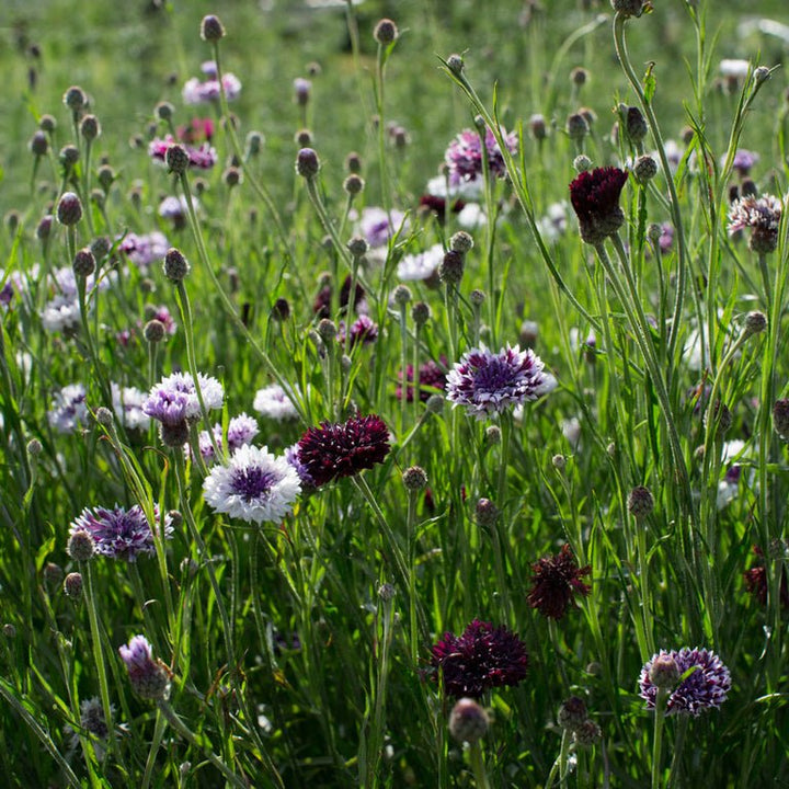 Bachelor’s Button ‘Classic Magic’ - Clementine Home Floral Gift