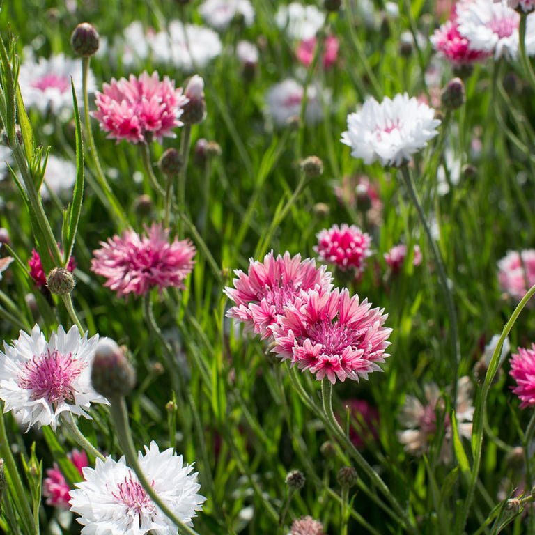 Bachelor’s Button ‘Classic Romantic’ - Clementine Home Floral Gift