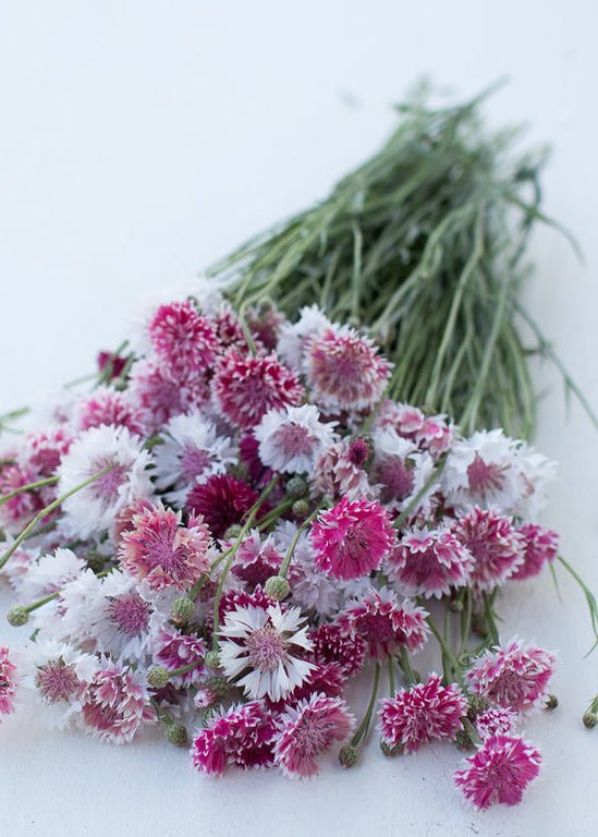 Bachelor’s Button ‘Classic Romantic’ - Clementine Home Floral Gift