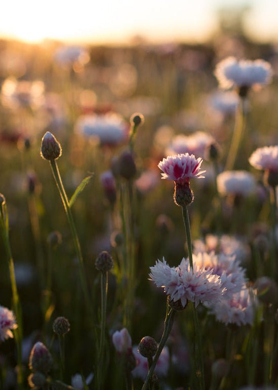 Bachelor’s Button ‘Classic Romantic’ - Clementine Home Floral Gift