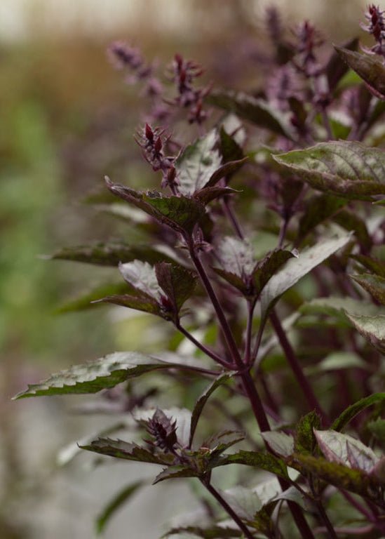 Basil ‘Aromatto’ - Clementine Home Floral Gift