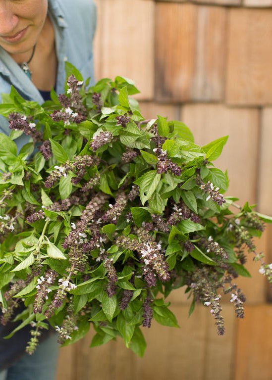 Basil ‘Cinnamon’ - Clementine Home Floral Gift