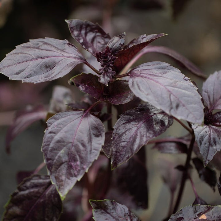 Basil ‘Dark Opal’ - Clementine Home Floral Gift