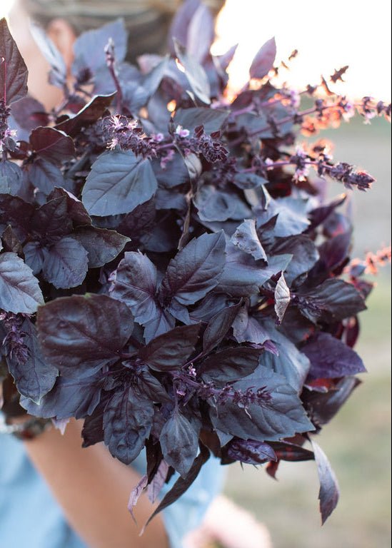 Basil ‘Dark Opal’ - Clementine Home Floral Gift