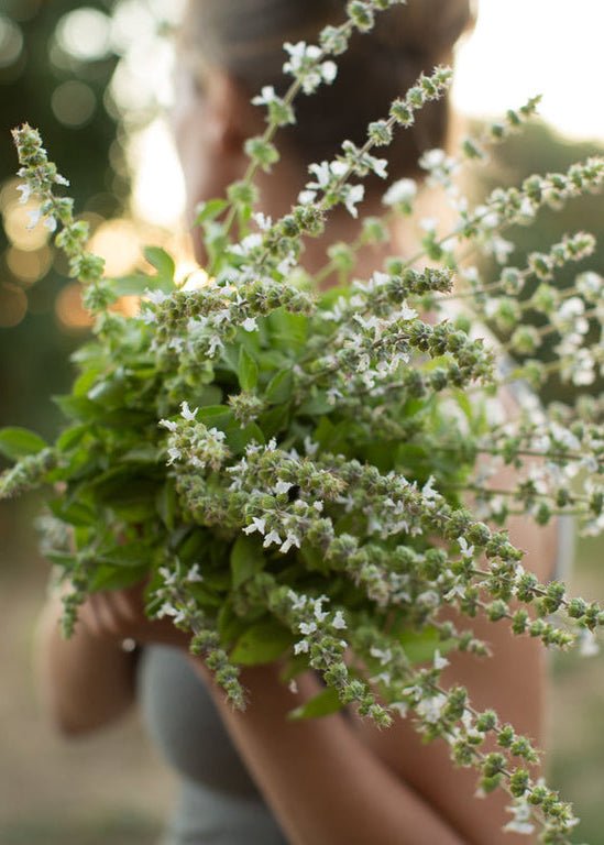 Basil ‘Mrs. Burns Lemon’ - Clementine Home Floral Gift