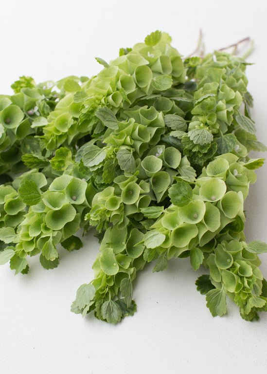 Bells of Ireland - Clementine Home Floral Gift