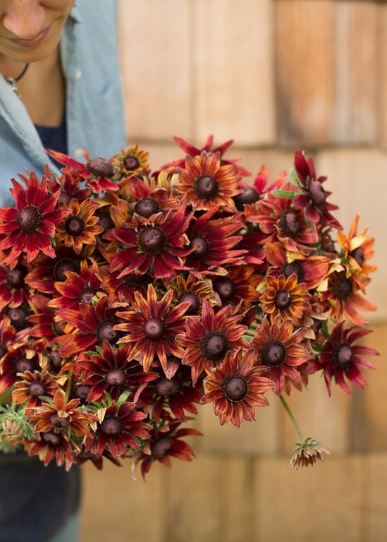 Black - eyed Susan ‘Cherry Brandy’ - Clementine Home Floral Gift