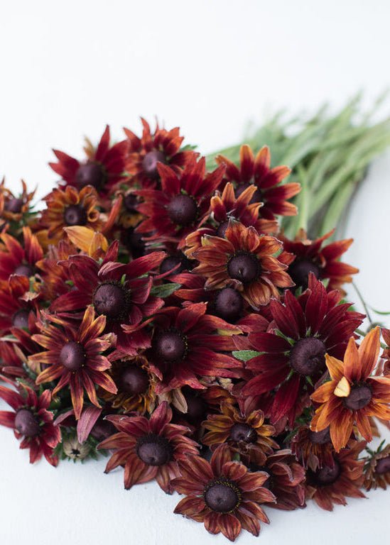 Black - eyed Susan ‘Cherry Brandy’ - Clementine Home Floral Gift