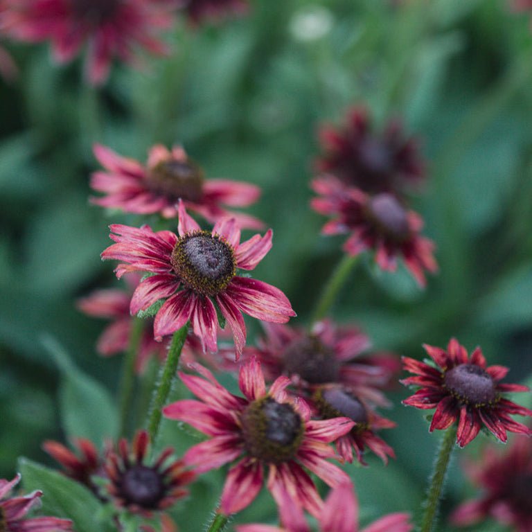 Black - eyed Susan ‘Cherry Brandy’ - Clementine Home Floral Gift