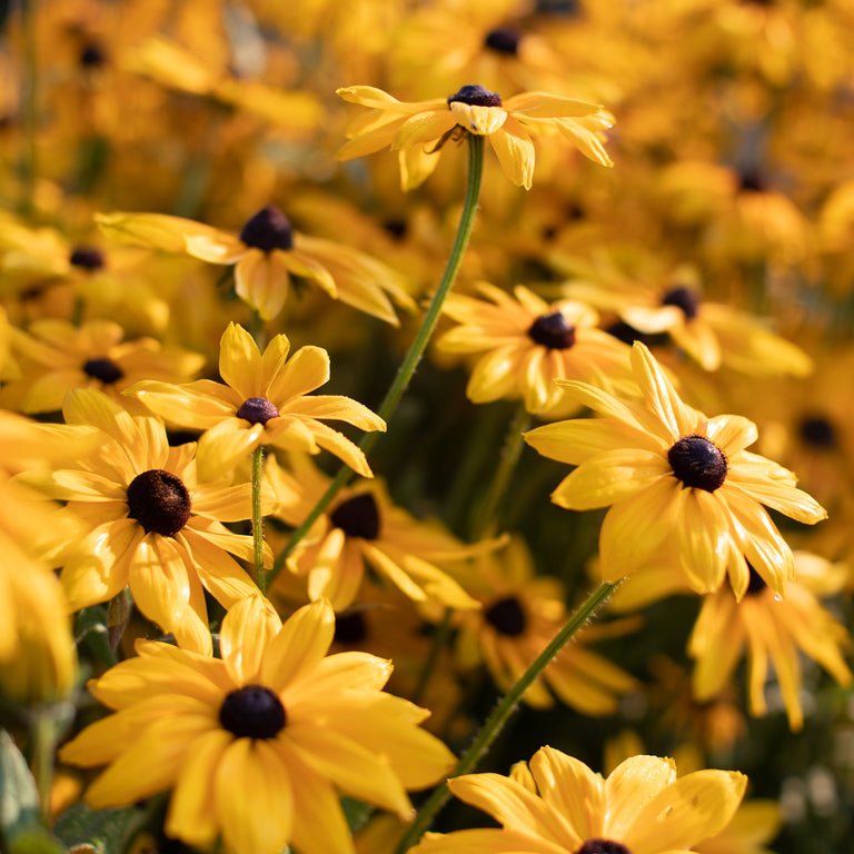 Black - eyed Susan ‘Indian Summer’ - Clementine Home Floral Gift