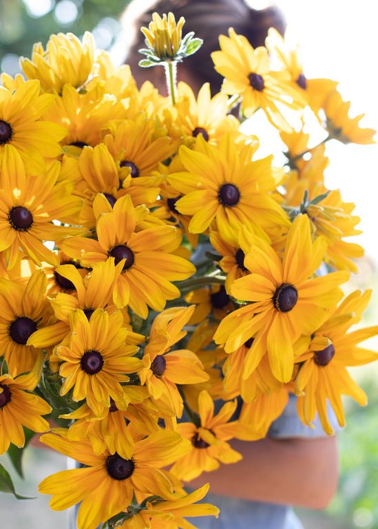 Black - eyed Susan ‘Indian Summer’ - Clementine Home Floral Gift