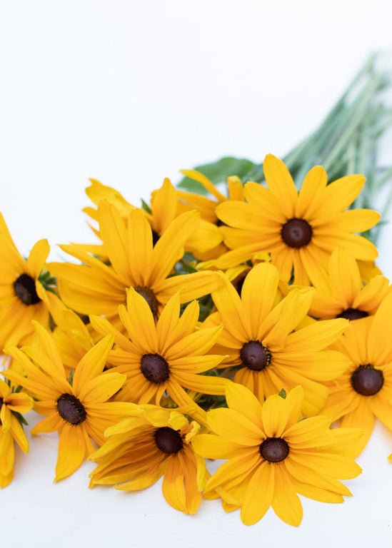 Black - eyed Susan ‘Indian Summer’ - Clementine Home Floral Gift