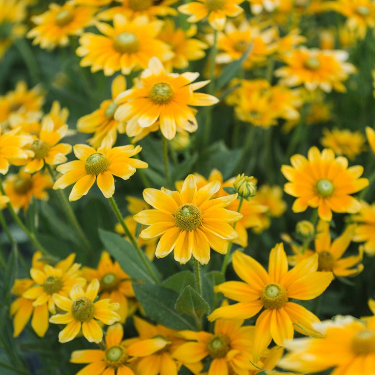 Black - eyed Susan ‘Prairie Sun’ - Clementine Home Floral Gift