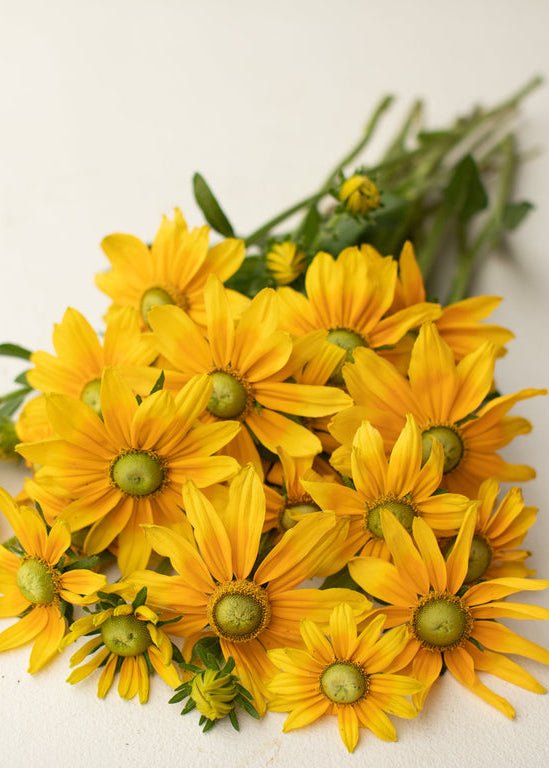 Black - eyed Susan ‘Prairie Sun’ - Clementine Home Floral Gift