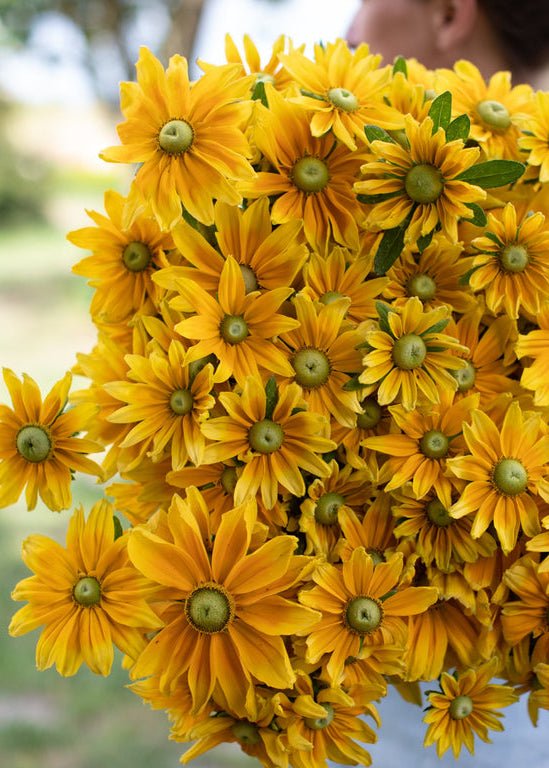 Black - eyed Susan ‘Prairie Sun’ - Clementine Home Floral Gift