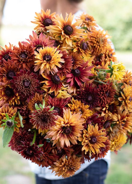 Black - eyed Susan ‘Sahara’ - Clementine Home Floral Gift